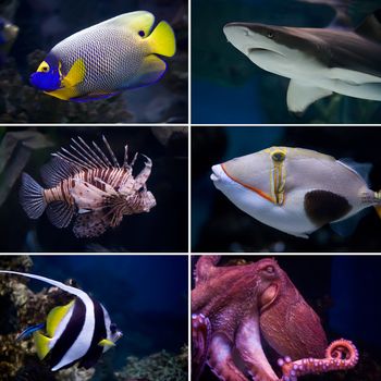 Beautiful tropical fish collection