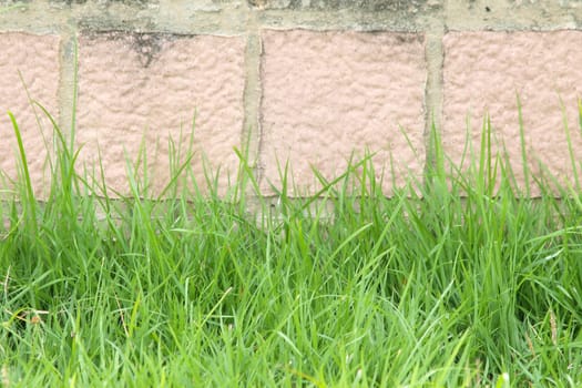 grass on a brick wall  