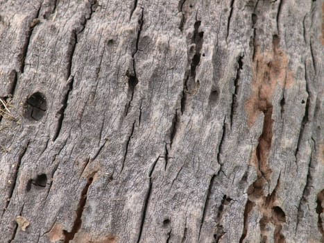 Texture of tree bark