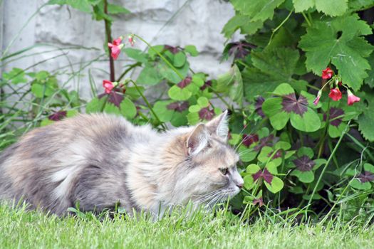 stunning tabby cat