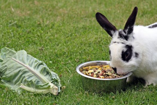 rabbit in the garden