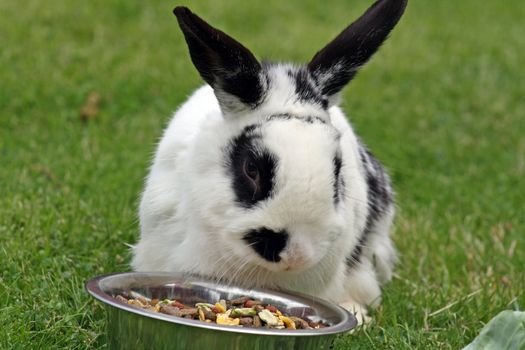 rabbit in the garden