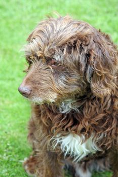 scruffy brown pet dog