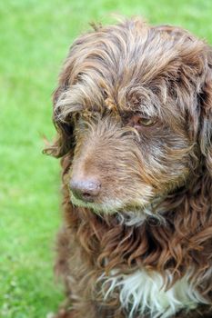 scruffy brown pet dog