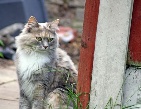 stunning tabby cat