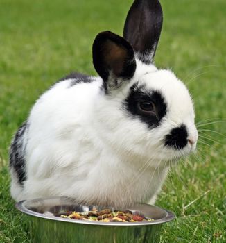 rabbit in the garden