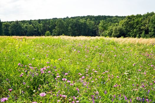 Beautiful green clover field during summer, Russia