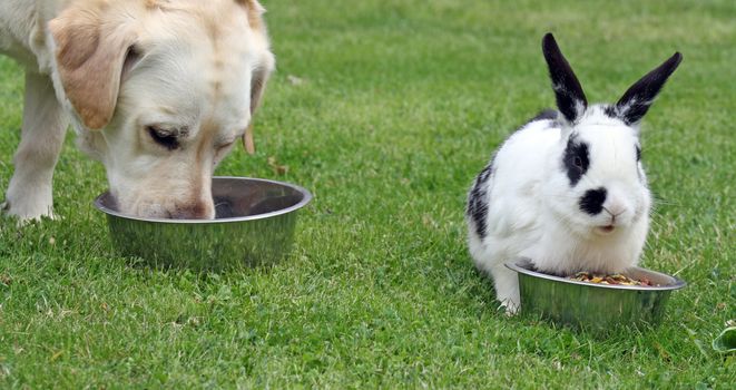 dog and rabbit in the garden