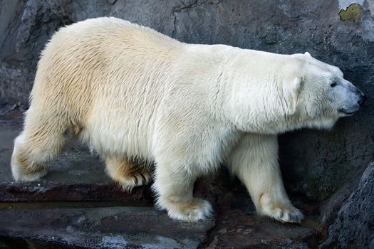 Polar bear in the zoo