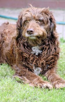scruffy brown pet dog