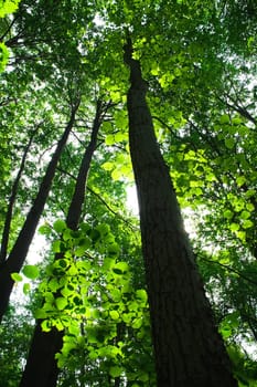 Sunny summer day in green forest with high trees