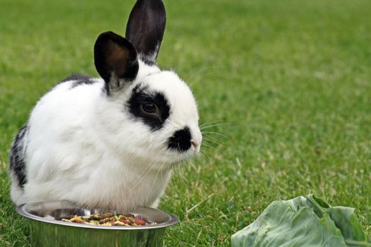 rabbit in the garden