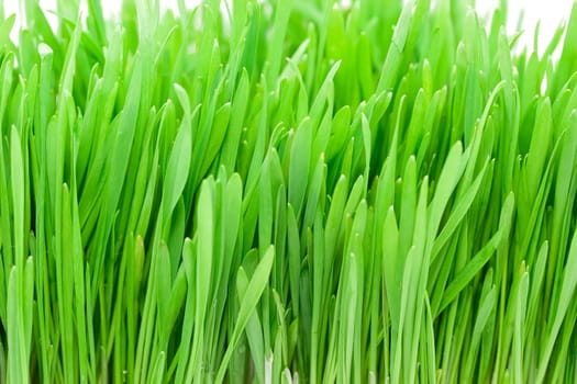 Fresh green grass with water drops