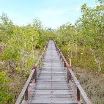 A wooden bridge on mangrove forest