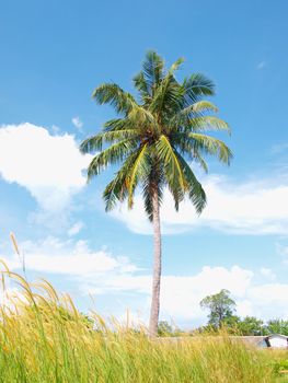 Coconut trees with blue sky and green grass in Thailand