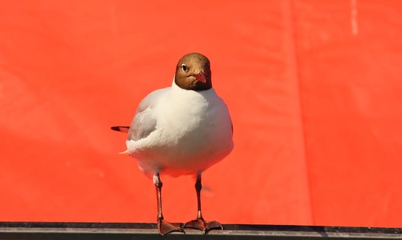 One headed seagull resting standing up, towards red