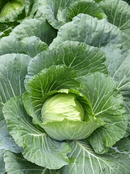 Head of fresh cabbage with a lot of leaves.