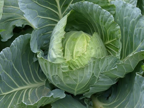 Head of fresh cabbage with a lot of leaves.