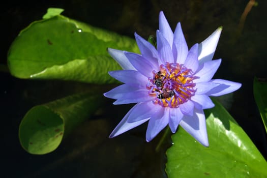Blooming water lily above the water surface