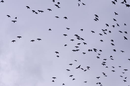 A flock of jackdaws, crows, against blue sky.