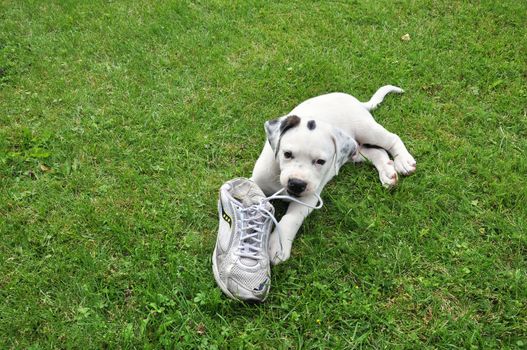 A cross between pitbull and Saint bernard puppy on grass with shoe.