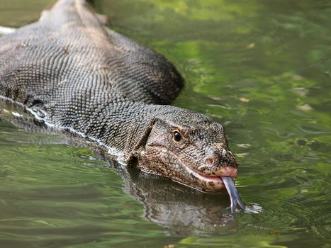 Closeup of monitor lizard - Varanus on green grass focus on the varanus eye.