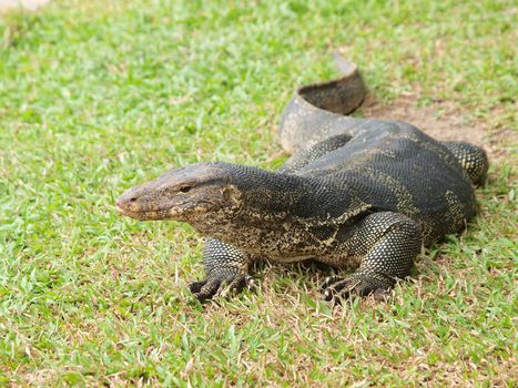 Closeup of monitor lizard - Varanus on green grass focus on the varanus eye.