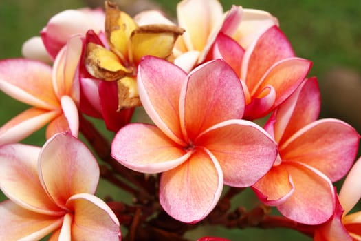  tropical flowers frangipani (plumeria)