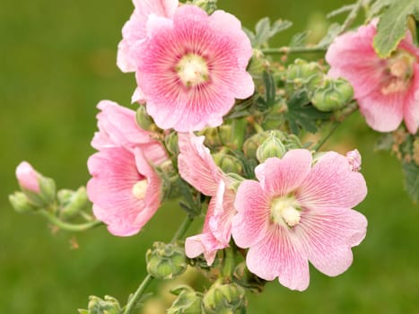 Pink hollyhock (Althaea rosea) blossoms