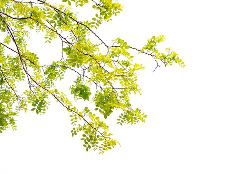 green leaf isolated on white background