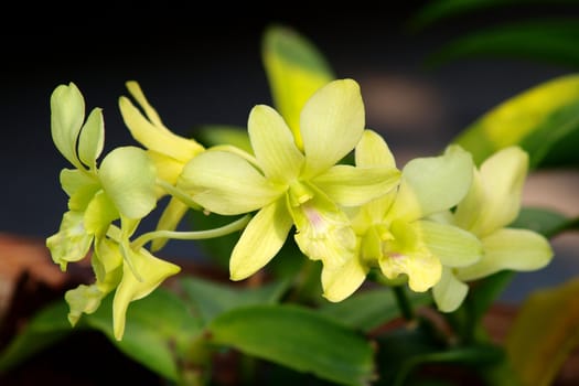 Yellow dendrobium orchid flower
