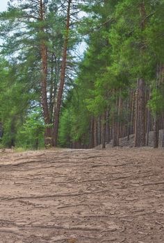 Pine and fir trees in forest, East Europe