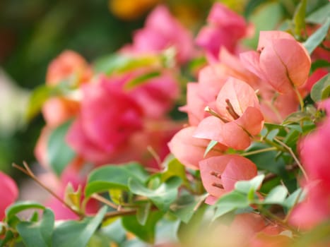 image of bright Bougainvillea