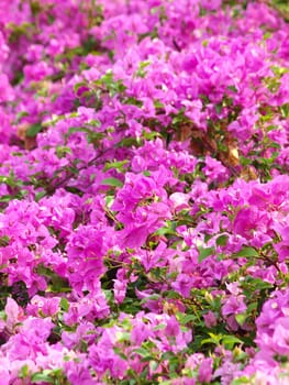 image of bright Bougainvillea