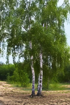 Birch tree  in forest, East Europe