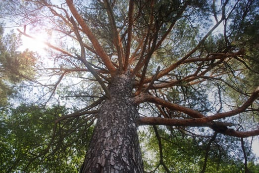 Pine tree in sunny forest