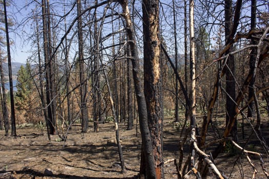 after math of a forest fire in the high sierras.