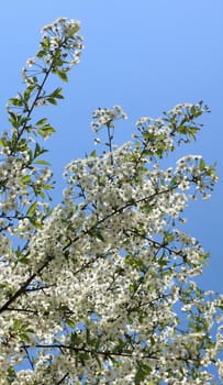 cherry tree branch covered with white flowers against the blue sky