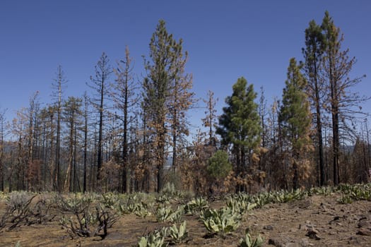 after math of a forest fire in the high sierras.