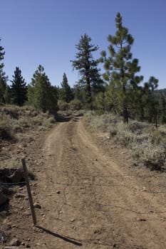 Dirt road in the forest with a barbed wire fence blocking it.