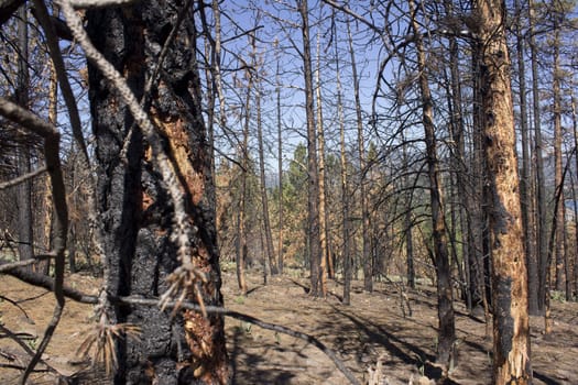 after math of a forest fire in the high sierras.