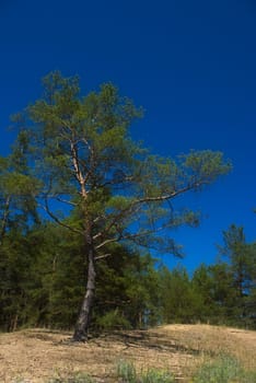 Single pine tree against a background of blue clear sky and forest