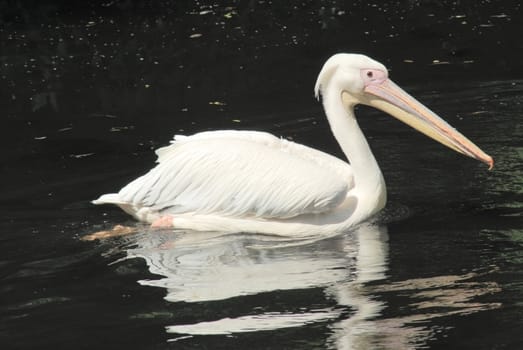 close up of  white pelican, pelecanus occidentalis