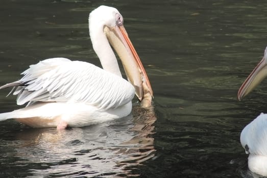 white pelican with a fish in his beak , pelecanus occidentalis