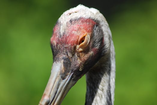 close up of  the head and eye of  a sandhill crane 