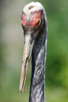 close up of  the head and eye of  a sandhill crane 