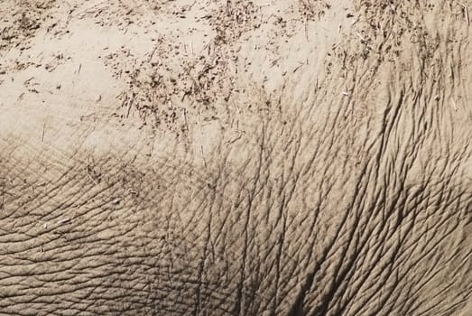 asian elephant skin close up, natural texture