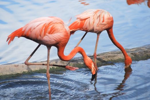 couple  of a beautiful pink flamingo, two tropical bird
