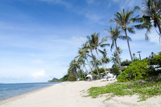 Coconut tree on the beach in Thailand