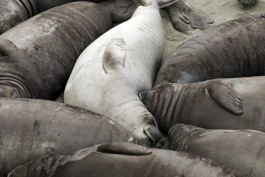 Dozens of seals huddled together on a Californian beach